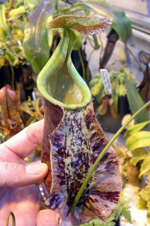 Nepenthes_rafflesiana_2015_04_09_076.jpg