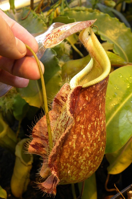 Nepenthes_rafflesiana_2015_04_09_080.jpg