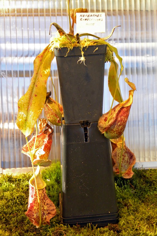 Nepenthes_rafflesiana_Giant_25_11_2014_001.jpg