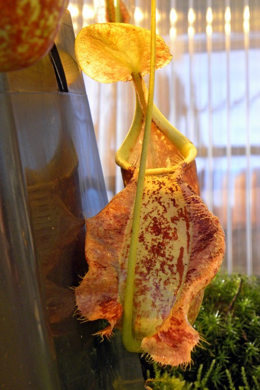 Nepenthes_rafflesiana_Giant_25_11_2014_003.jpg