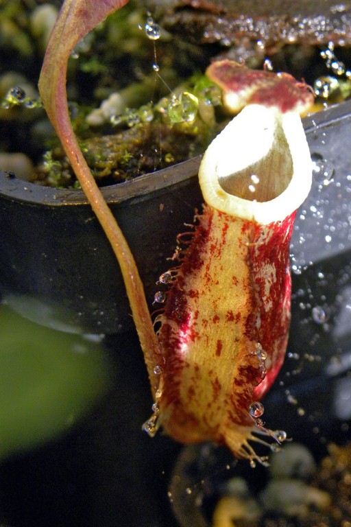 Nepenthes_rafflesiana_Giant_99_25_11_2014_016.jpg