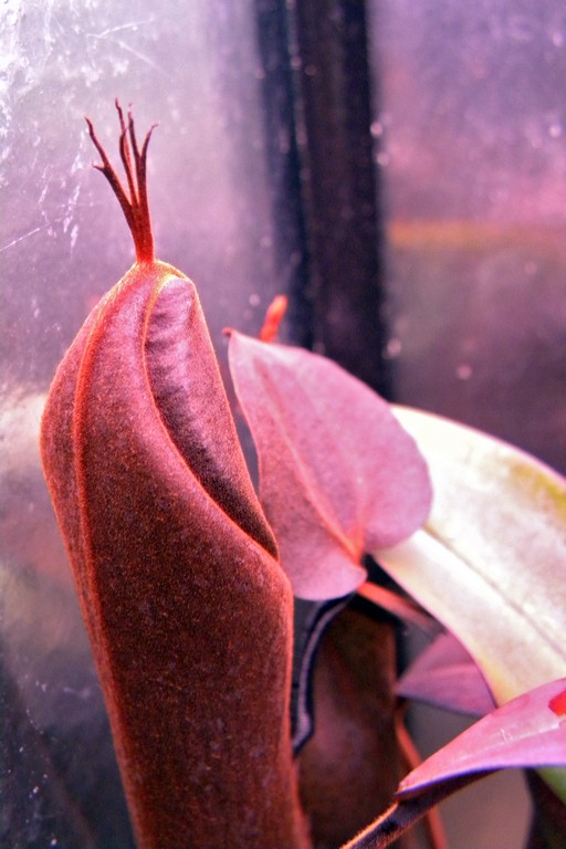 Nepenthes_ramispina_11_02_2015_015.jpg