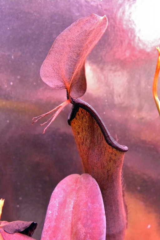 Nepenthes_ramispina_11_02_2015_016.jpg