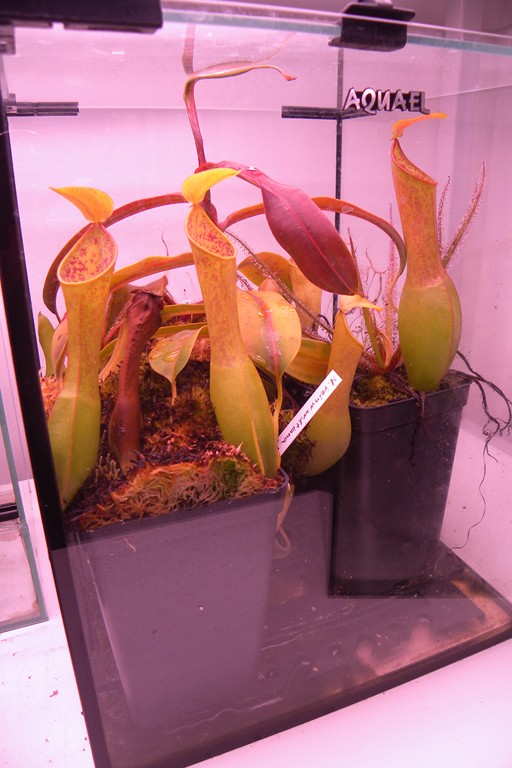 Nepenthes_reinwardtiana_24_09_2014_048.jpg