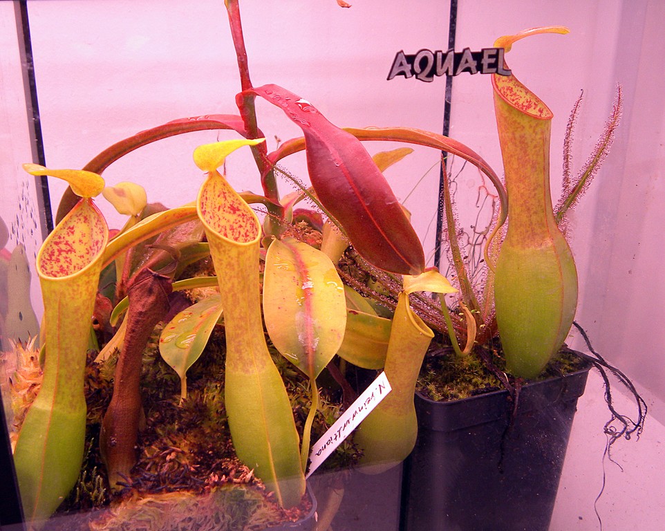 Nepenthes_reinwardtiana_24_09_2014_049.jpg