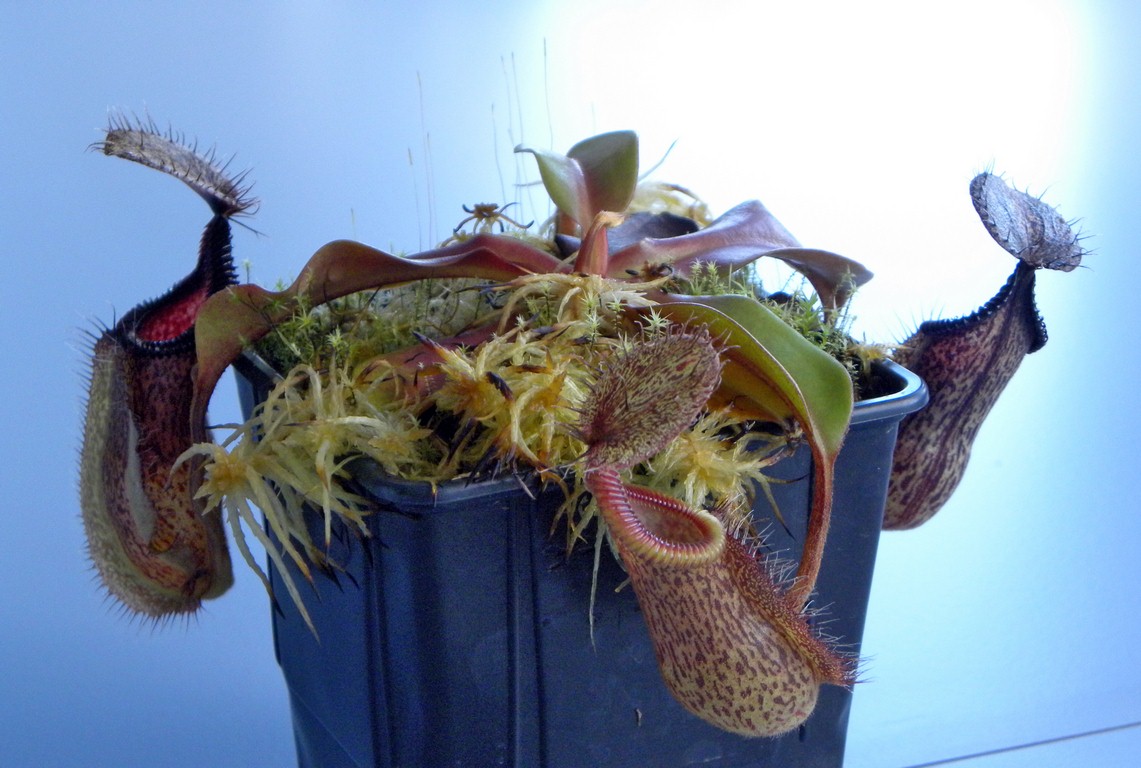 Nepenthes_robcantleyi_x_hamata_02_04_2015_061.jpg