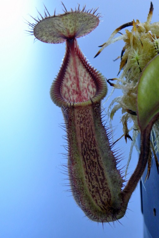 Nepenthes_robcantleyi_x_hamata_02_04_2015_063.jpg