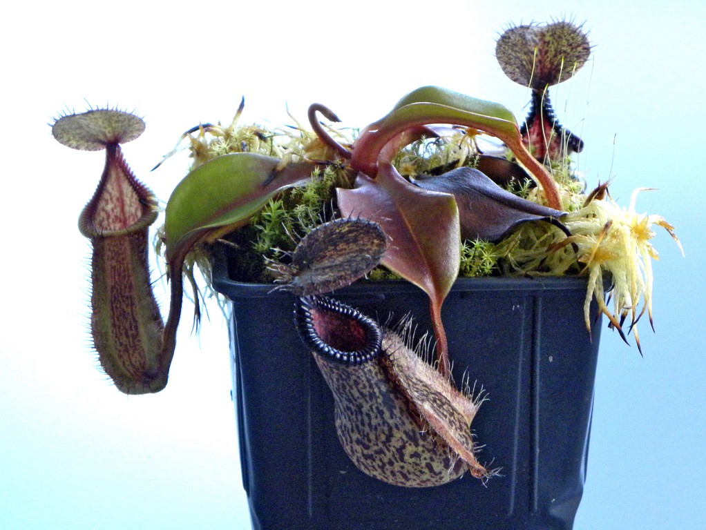 Nepenthes_robcantleyi_x_hamata_02_04_2015_064.jpg