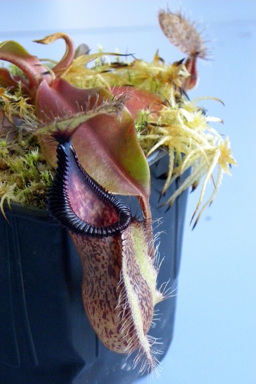 Nepenthes_robcantleyi_x_hamata_02_04_2015_066.jpg