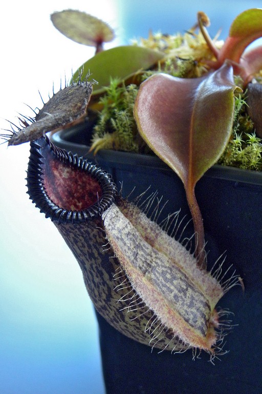 Nepenthes_robcantleyi_x_hamata_02_04_2015_067.jpg
