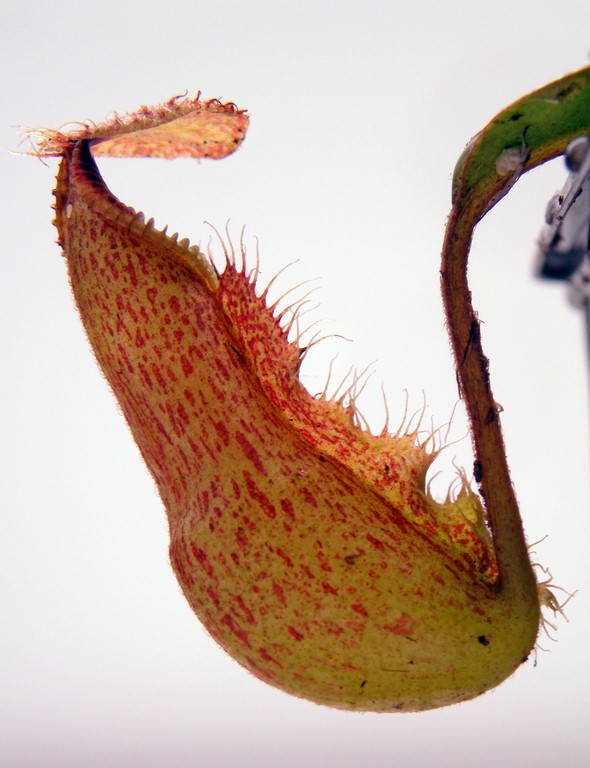 Nepenthes_robcantleyi_x_hamata_30_12_2014_197.jpg