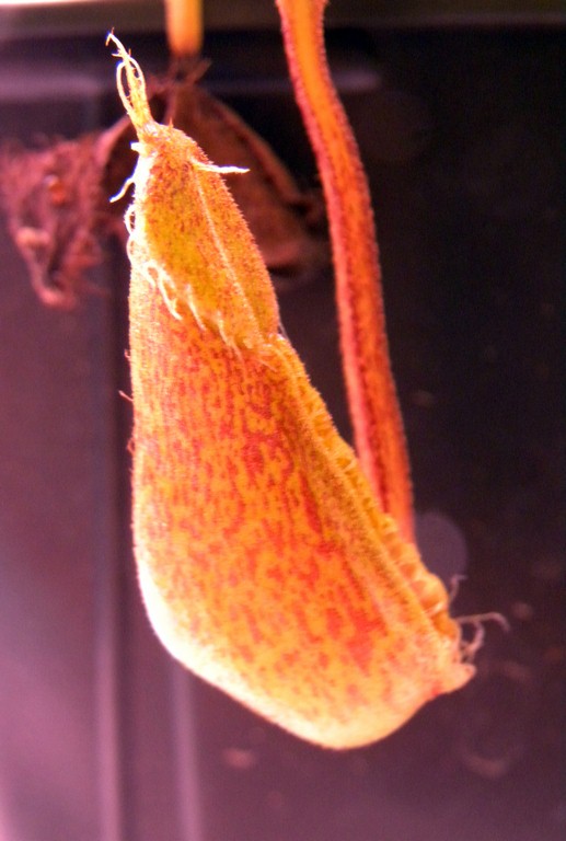 Nepenthes_robcantleyi_x_hamata_30_12_2014_198.jpg