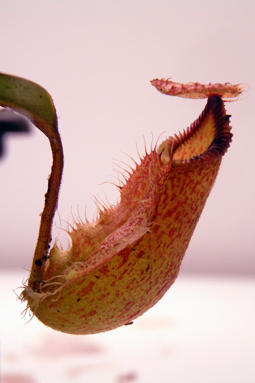 Nepenthes_robcantleyi_x_hamata_30_12_2014_199.jpg