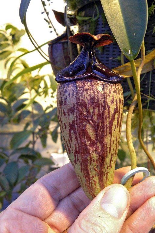 Nepenthes_sibuyanensis_x_Lady_Pauline_12_02_2015_081.jpg
