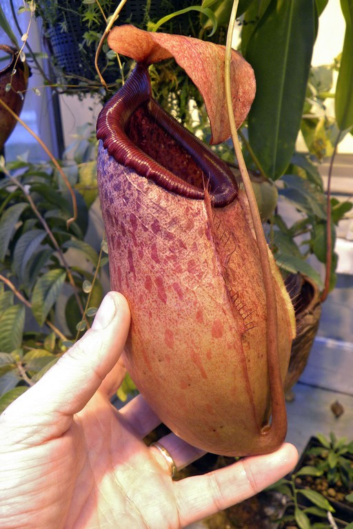 Nepenthes_sibuyanensis_x_merrilliana_12_02_2015_079.jpg
