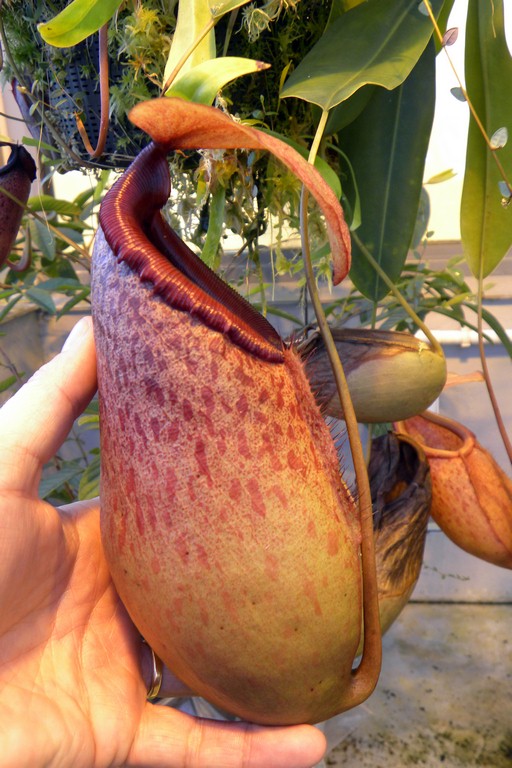 Nepenthes_sibuyanensis_x_merrilliana_2015_04_09_070.jpg