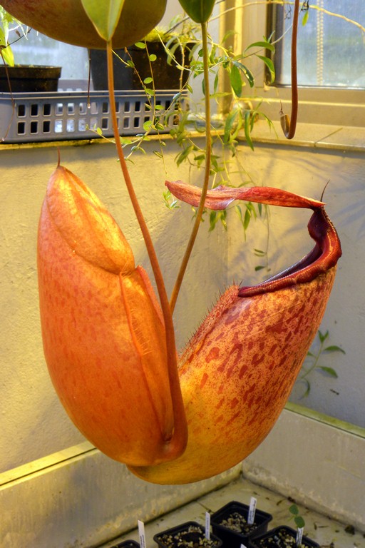 Nepenthes_sibuyanensis_x_merrilliana_25_11_2014_054.jpg