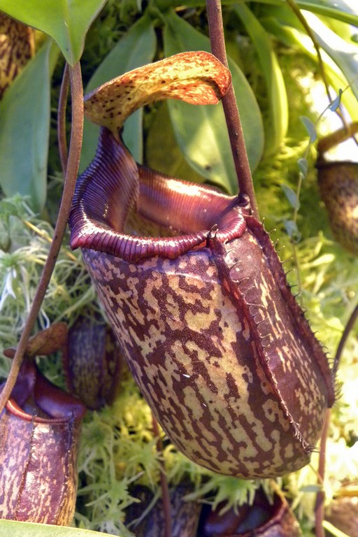 Nepenthes_sibuyanensis_x_talangensis_12_02_2015_083.jpg