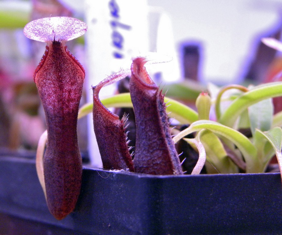 Nepenthes_singalana_11_03_2015_046.jpg