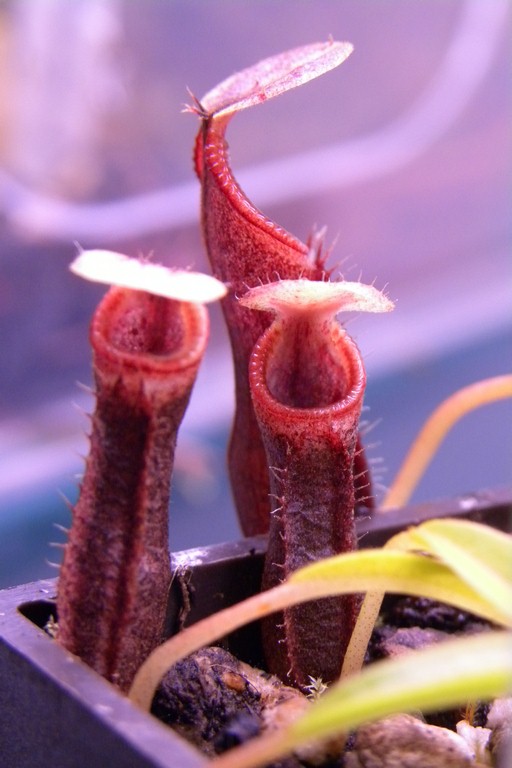 Nepenthes_singalana_11_03_2015_053.jpg