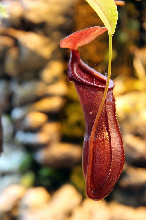 Nepenthes_singalana_x_ventricosa_01_04_2015_129.jpg