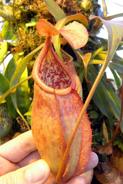 Nepenthes_smilesii_2015_04_09_065.jpg