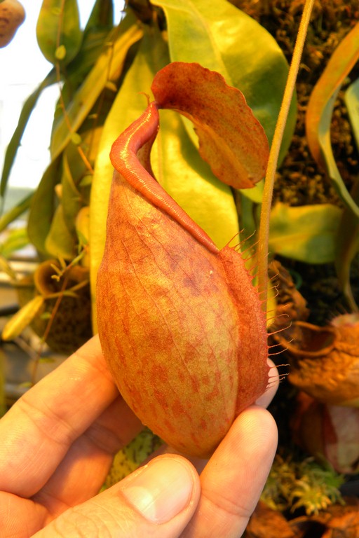 Nepenthes_smilesii_2015_04_09_067.jpg