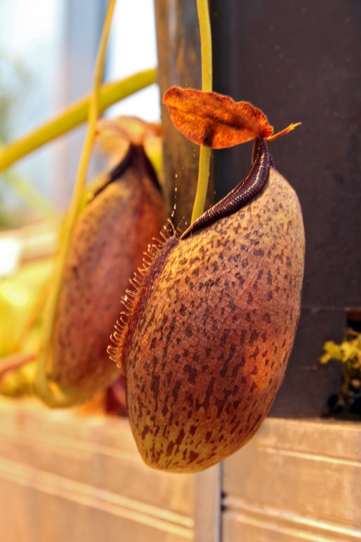 Nepenthes_spathulata_x_aristolochioides_01_04_2015_108.jpg