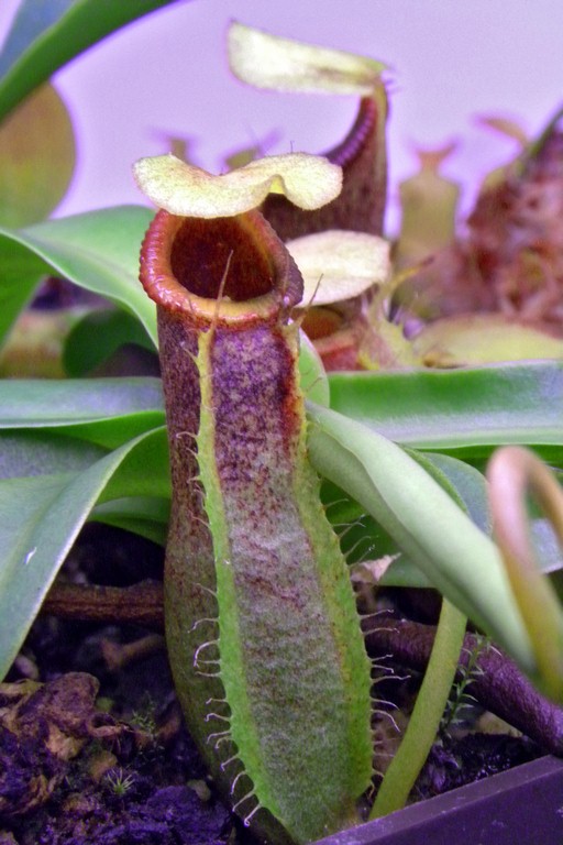 Nepenthes_spathulata_x_ventricosa_11_03_2015_037.jpg