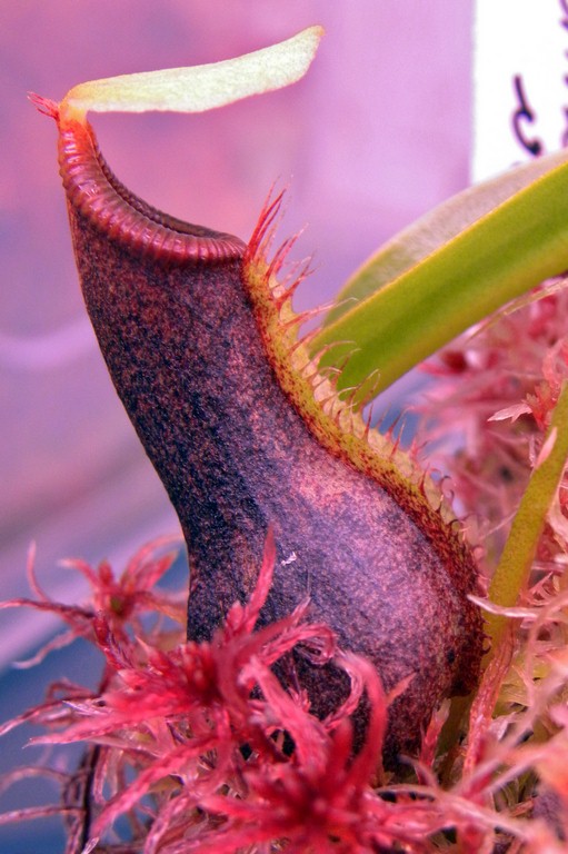 Nepenthes_spathulata_x_ventricosa_11_03_2015_050.jpg