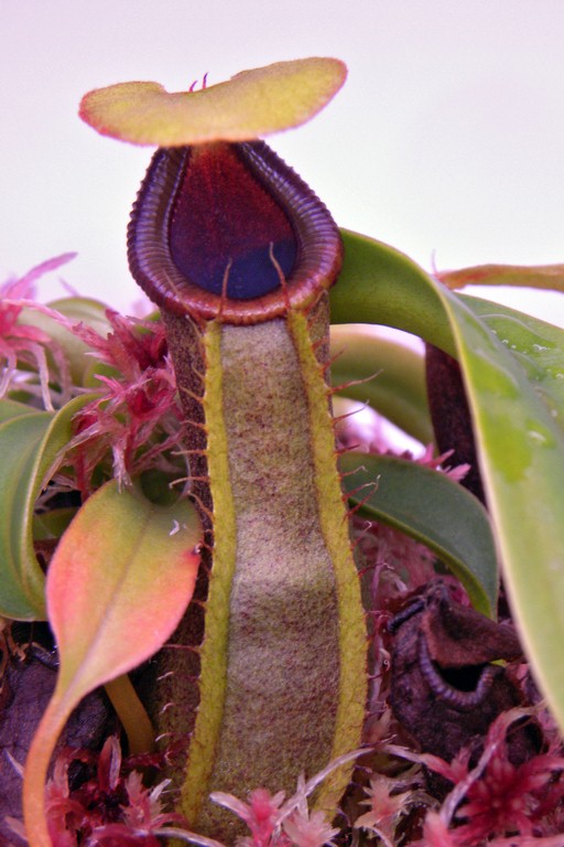 Nepenthes_spathulata_x_ventricosa_11_03_2015_051.jpg