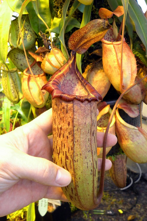 Nepenthes_spectabilis_x_ventricosa_2015_04_09_062.jpg