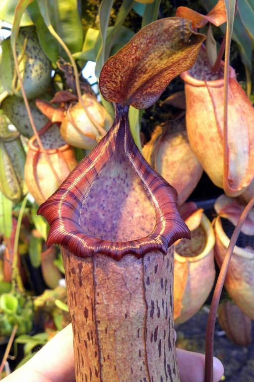 Nepenthes_spectabilis_x_ventricosa_2015_04_09_063.jpg
