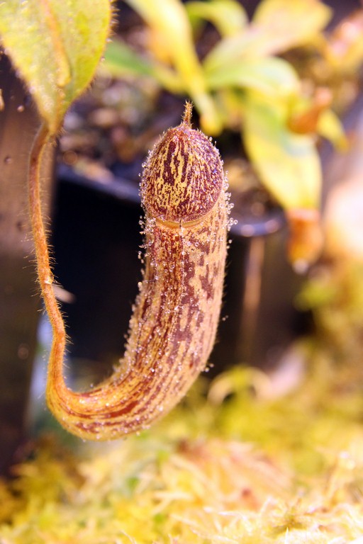 Nepenthes_stenophylla_01_04_2015_100.jpg