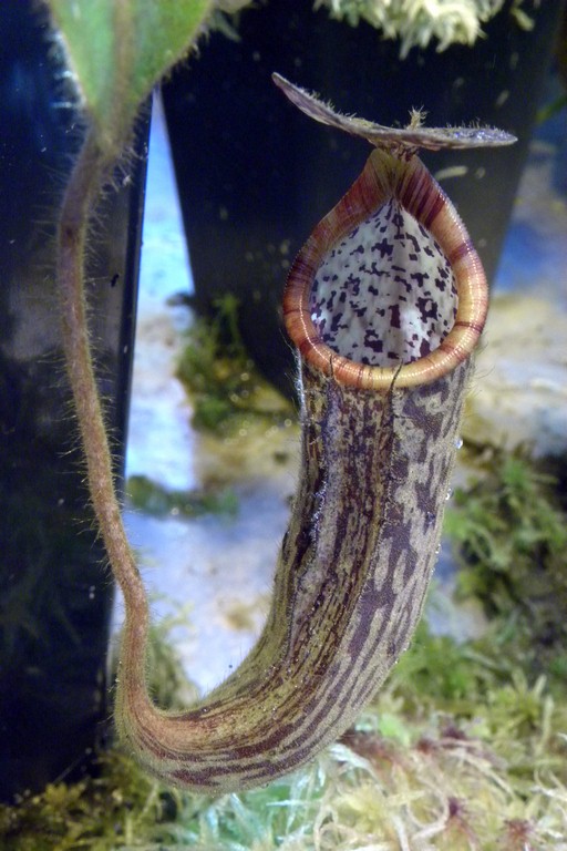 Nepenthes_stenophylla_2015_04_09_058.jpg