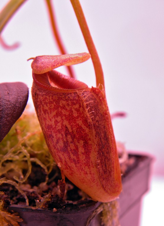 Nepenthes_talangensis_30_12_2014_206.jpg