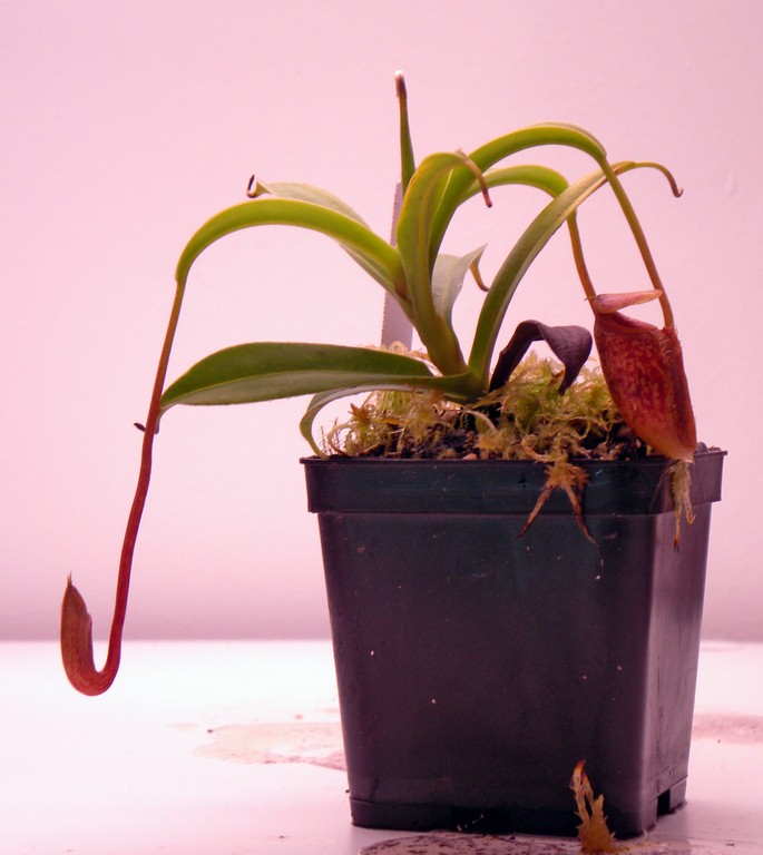 Nepenthes_talangensis_30_12_2014_207.jpg