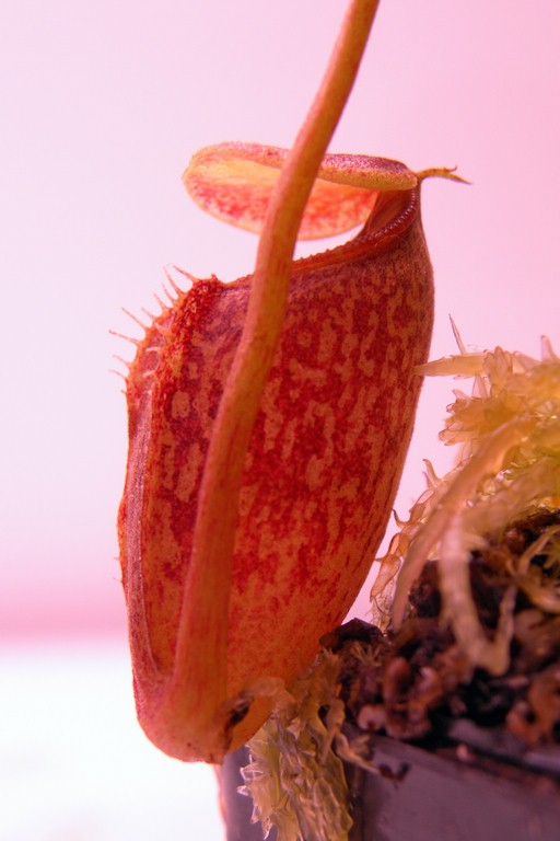 Nepenthes_talangensis_30_12_2014_208.jpg