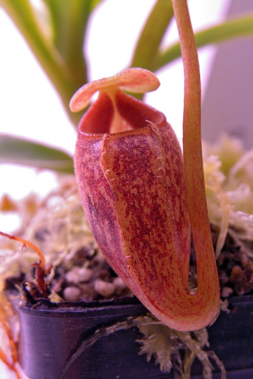 Nepenthes_talangensis_30_12_2014_209.jpg