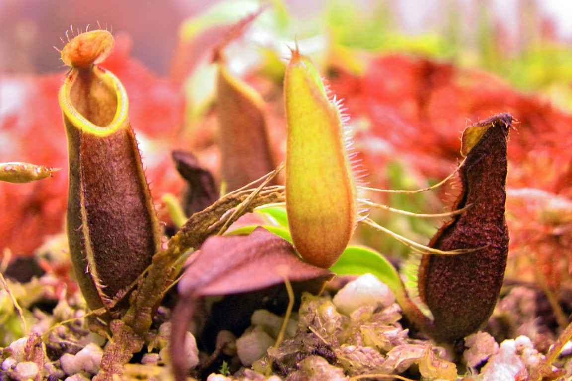 Nepenthes_tentaculata_11_03_2015_063.jpg