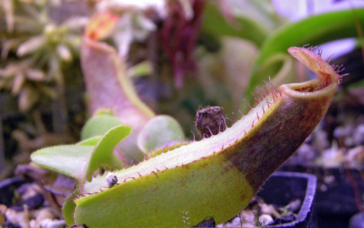 Nepenthes_truncata_11_03_2015_062.jpg