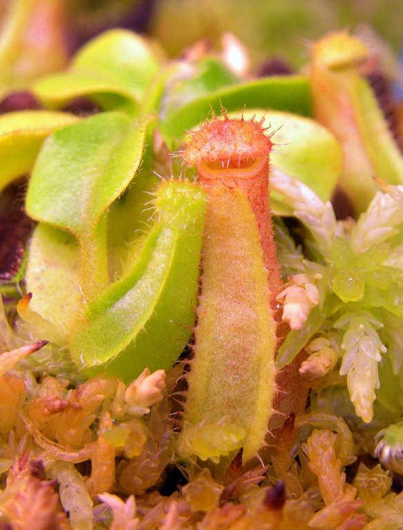 Nepenthes_truncata_11_03_2015_083.jpg