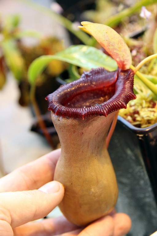 Nepenthes_ventricosa_01_04_2015_128.jpg