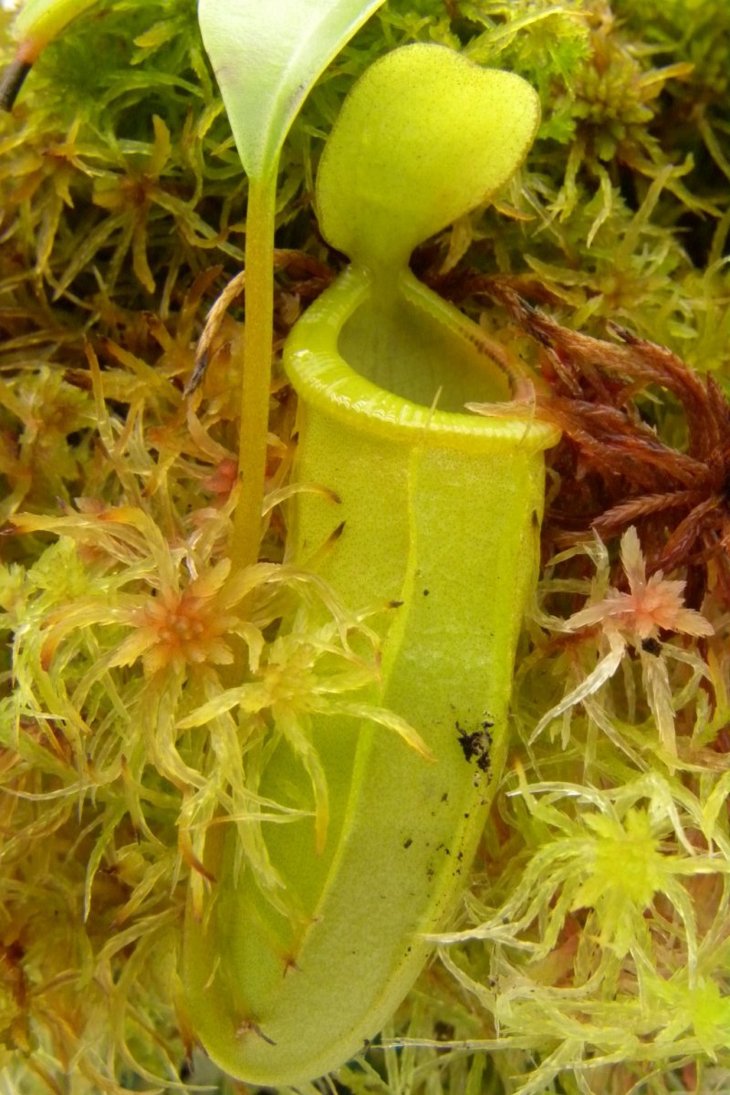 Nepenthes_ventricosa_x_dubia_19_09_2014_190.jpg