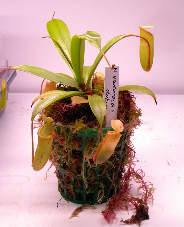 Nepenthes_ventricosa_x_dubia_24_09_2014_013.jpg