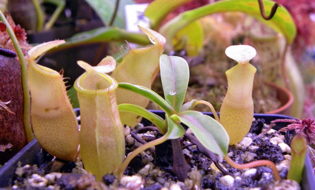 Nepenthes_ventrinermis_11_03_2015_031.jpg