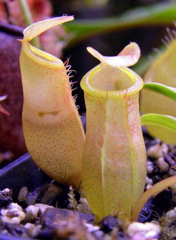 Nepenthes_ventrinermis_11_03_2015_034.jpg