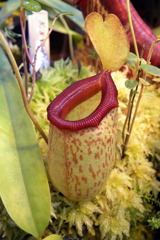 Nepenthes_ventrinermis_2015_04_09_073.jpg