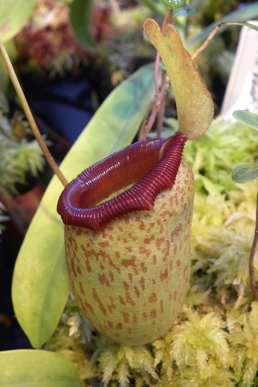 Nepenthes_ventrinermis__2015_04_09_074.jpg