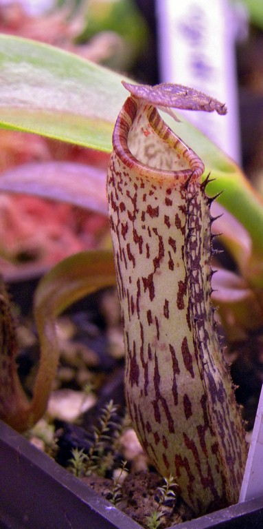 Nepenthes_vogelii_11_03_2015_048.jpg